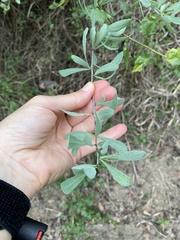 Gymnosporia glaucophylla