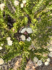 Leucospermum bolusii