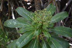 Hydrangea arguta