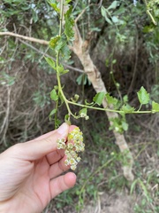 Microglossa mespilifolia