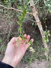 Microglossa mespilifolia