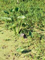 Sagittaria montevidensis