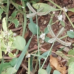 Dactyloctenium aegyptium