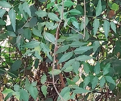 Azadirachta indica
