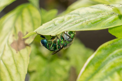 Euglossa dilemma