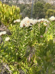 Leucospermum bolusii