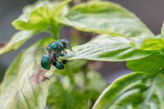 Euglossa dilemma
