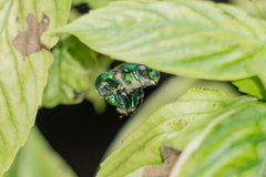Euglossa dilemma