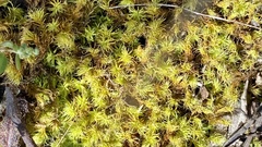 Pseudocrossidium crinitum