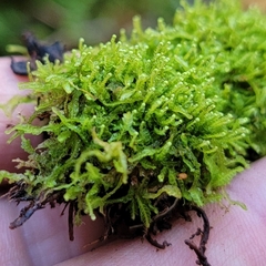 Odontoschisma denudatum