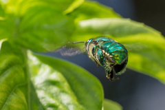 Euglossa dilemma