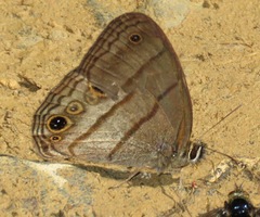 Euptychoides