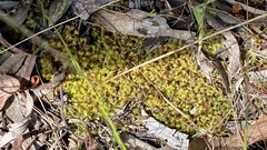 Pseudocrossidium crinitum