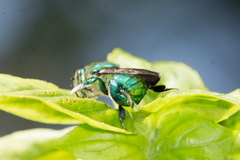 Euglossa dilemma