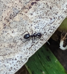 Iridomyrmex rufoniger