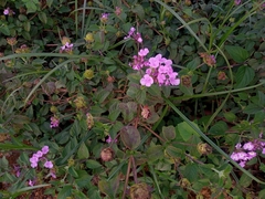 Lantana montevidensis