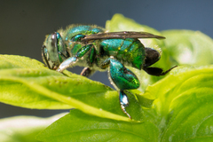 Euglossa dilemma