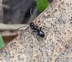 Iridomyrmex rufoniger