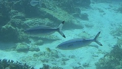 Pterocaesio digramma