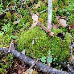 Odontoschisma denudatum