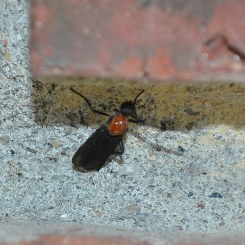 Photo of Common Lovebug (Plecia nearctica)