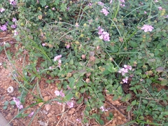 Lantana montevidensis