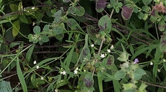 Parthenium hysterophorus