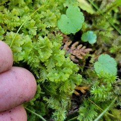 Trichocolea tomentella
