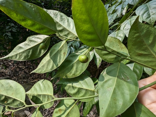 Capparis sabiifolia, photograph 3