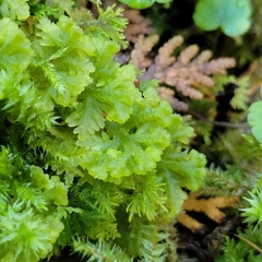 Trichocolea tomentella