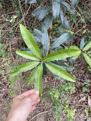 Protorhus longifolia