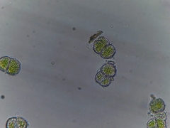 Desmococcus