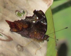 Hypanartia