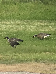 Branta hutchinsii leucopareia
