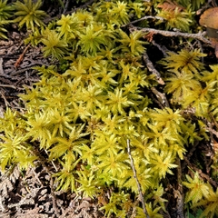 Climacium dendroides