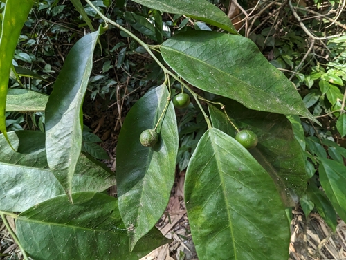 Capparis sabiifolia, photograph 5