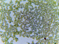 Desmococcus