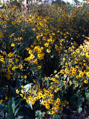 Rudbeckia hirta pulcherrima