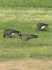 Branta hutchinsii leucopareia