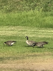 Branta hutchinsii leucopareia