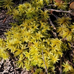 Climacium dendroides