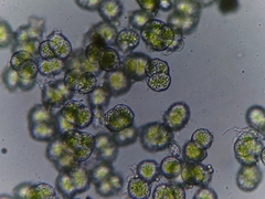Desmococcus