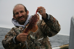 Myoxocephalus scorpius