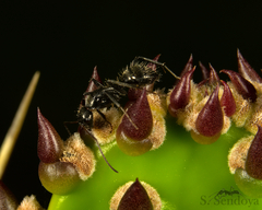 Camponotus termitarius