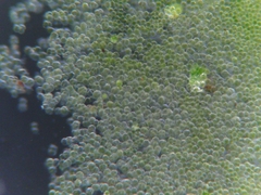 Desmococcus