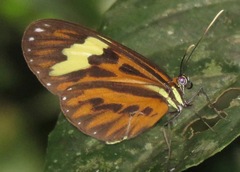 Hypothyris cantobrica