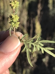 Ambrosia confertiflora