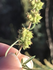 Ambrosia confertiflora