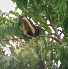 Ratufa bicolor