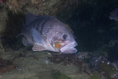 Acanthistius patachonicus